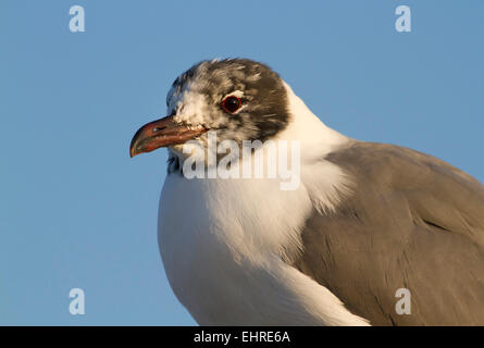 Lachend Möwe (Leucophaeus Atricilla), 1 Jahr alt, Porträt, Galveston, Texas, USA. Stockfoto