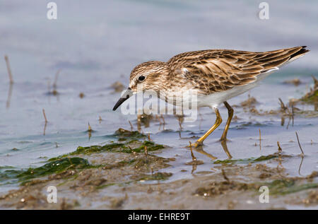 Die wenigsten Flussuferläufer (Calidris Minutilla) ernähren sich von der Küste des Ozeans, Galveston, Texas, USA Stockfoto