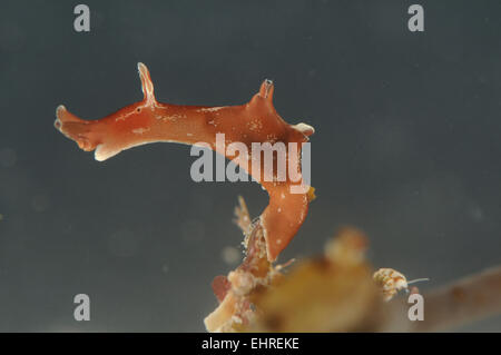 Meer-Hase - Aplysia Trommler Stockfoto