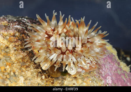 Dahlie Anemone - Urticina felina Stockfoto