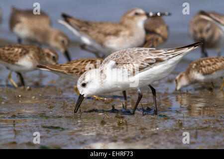 Sanderling (Calidris Alba) Fütterung unter Strandläufer an der Ozeanküste während der Migration, Galveston, Texas, USA Stockfoto