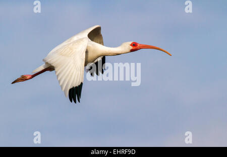 Amerikanische weiße Ibis (Eudocimus Albus) fliegen, Galveston, Texas, USA. Stockfoto