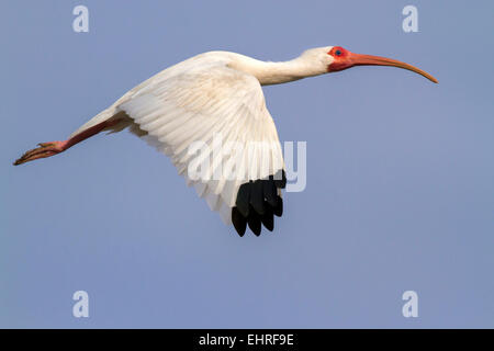 Amerikanische weiße Ibis (Eudocimus Albus) fliegen, Galveston, Texas, USA. Stockfoto