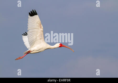 Amerikanische weiße Ibis (Eudocimus Albus) fliegen, Galveston, Texas, USA. Stockfoto