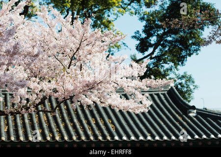 Asien, Republik Korea, Südkorea, Jeju island, Jeju Stadt Samseonghyeol Schrein - drei Clans Löcher die Gründerväter der Stockfoto