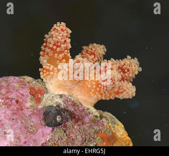 Rote Finger - Alcyonium glomeratum Stockfoto