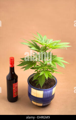 Cannabis-Pflanze im Blumentopf und eine Flasche Alkohol. Stockfoto