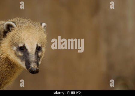 Unverlierbare Coatimundi (Nasua Nasua) Stockfoto