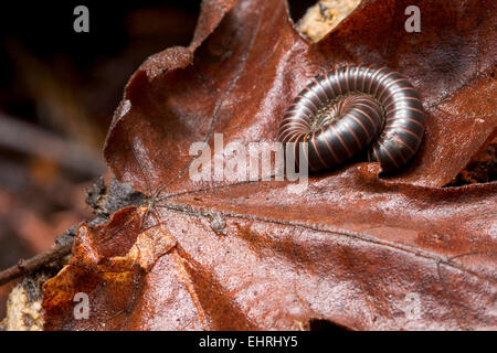 Coiled Tausendfüßler auf Laubstreu in Big Sur, Kalifornien Stockfoto