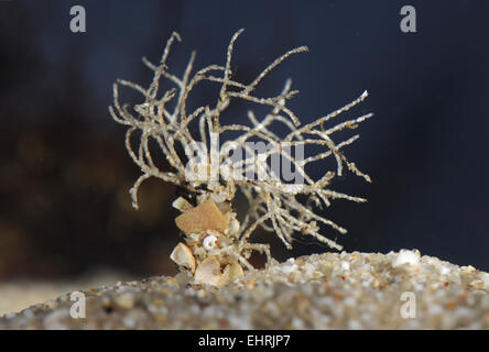 Sand-Mason - Lanice conchilega Stockfoto