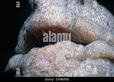 Mündung des Wolf-Aal (Anarrichthys Ocellatus).  Königin Charlotte Strait, Britisch-Kolumbien, Kanada, Nord-Pazifik. Stockfoto