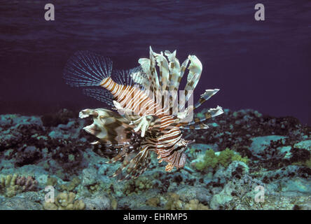 Giftige rote Rotfeuerfisch (Pterois Volitans) jagt in der Dämmerung auf Korallenriff - Rotes Meer. Stockfoto