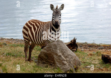 Zebras am Lake Nakuru National Park, Great Rift Valley in Kenia, Afrika. Stockfoto