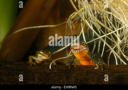 Links: handförmig Newt (Triturus Helveticus) rechts: Bergmolch (Triturus Alpestris) weiblich. Kiel, Deutschland | Bergmolch (Triturus alp Stockfoto