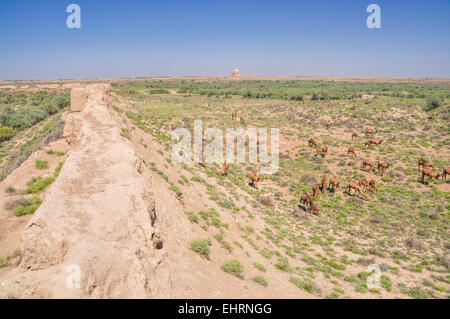 Herde von Kamelen in der Wüste nahe der antiken Stadt Merv, Turkmenistan Stockfoto