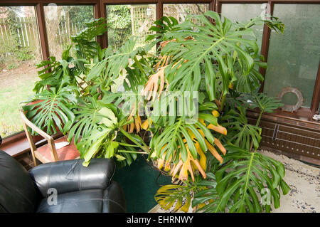 überwucherten Käsebetrieb in einem Wintergarten Stockfoto