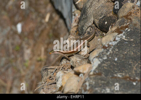 Eine indische Brown Mabuya (Eutropis Multifasciata) sonnen sich auf Felsen in der Periyar Tiger Reserve in den Ausläufern der Wester Ghats, Kerala, Indien Stockfoto