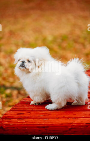 Weiße Pekinese Pekinese Peke Whelp Welpe Hund sitzt auf der Holzbank im Herbst-Park Stockfoto