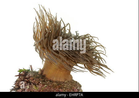 Snakelocks Anemone - Anemonia sulcata Stockfoto