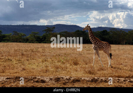 Giraffe am Lake Nakuru National Park, Great Rift Valley in Kenia, Afrika. Stockfoto