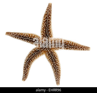 Gemeinsamen Starfish - Asterias rubens Stockfoto