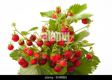 Wilde Erdbeeren, isoliert auf weiss Stockfoto