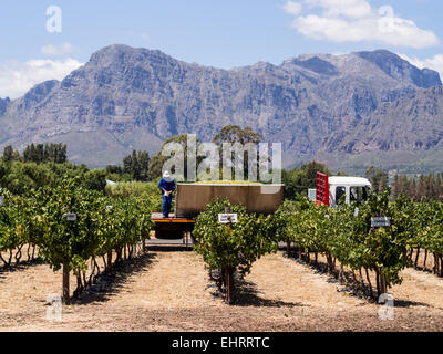 Weingüter in der Weinregion in der Nähe von Kapstadt und Franschhoek, Südafrika. Stockfoto