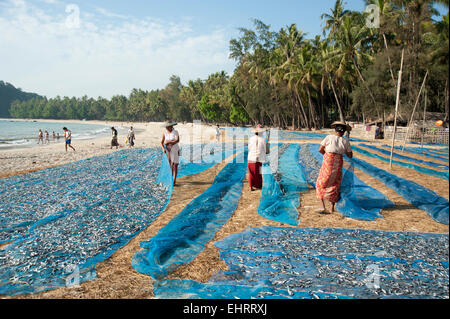 Burmesische Frauen trocknen kleine Fische auf den blauen Netzen Der Sandstrand von Ngapali Myanmar Stockfoto