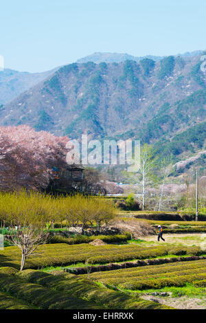 Asien, Republik Korea, Südkorea, Gyeongsangnam-Do, Jirisan-Nationalpark, Frühling blühen und Teeplantagen Stockfoto