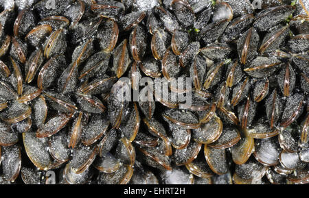 Gemeinsamen Muschel - Mytilus edulis Stockfoto