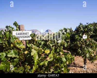 Weingüter in der Weinregion in der Nähe von Kapstadt und Franschhoek, Südafrika. Stockfoto