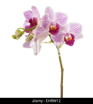 Rosa Orchidee blüht isoliert auf weißem Hintergrund Stockfoto