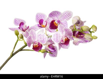 Rosa Orchidee blüht isoliert auf weißem Hintergrund Stockfoto