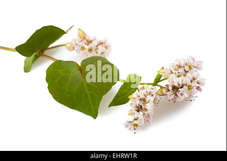 Buchweizen-Blumen isoliert auf weißem Hintergrund Stockfoto