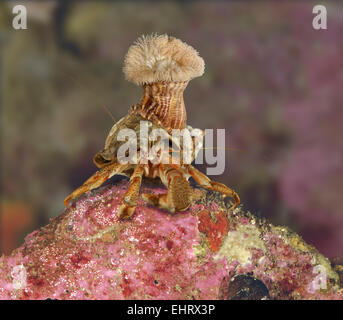 Calliactis Parasitica Anemone auf Wellhornschnecke Schale besetzt durch gemeinsame Einsiedlerkrebs - Pagurus bernhardus Stockfoto