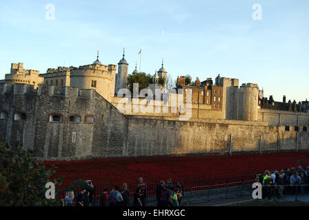 Tower of London Mohn Stockfoto
