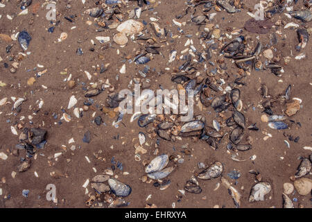 Viele Muschelschalen auf einem Sandstrand Stockfoto