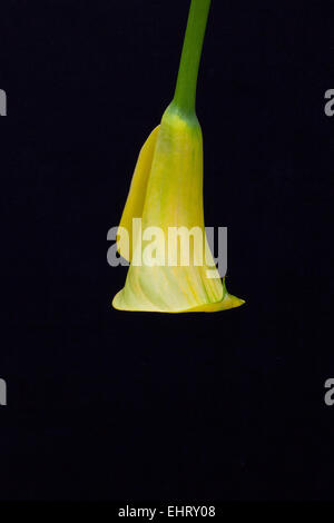 Porträt der gelbe Calla Lilie auf schwarzem Hintergrund isoliert Stockfoto