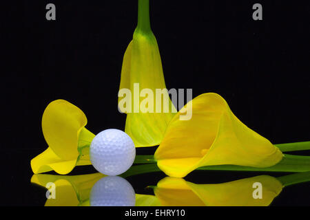 Gelbe Calla Lilie und Golfball auf schwarzem Hintergrund isoliert Stockfoto