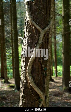 Rebe, wickelte sich um einen Baum in einem Wald von Bäumen im Vereinigten Königreich im frühen Frühling. Stockfoto