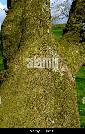 Nahaufnahme von Rinde an einem reifen Baum in der Landschaft des Vereinigten Königreichs Stockfoto