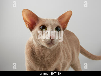 Orientalische Katze Stockfoto