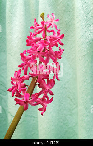 Ein Zweig von einer Hyazinthe Blüte mit leuchtend rosa Blüten auf einem blassen Grün Hintergrund. Stockfoto