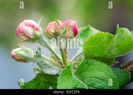Blüte rosa Knospen einen Apfelbaum und junge grüne Blätter gegen einen grünen Garten. Stockfoto