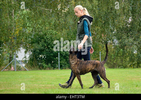 Hundetrainer mit Holländischer Schäferhund Stockfoto