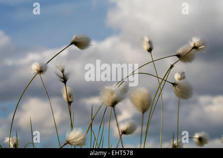 Wollgras bewölktem Himmel Stockfoto