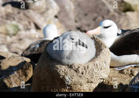 Schwarze browed Albatros Küken im Nest neue Insel-Falkland-Inseln Stockfoto