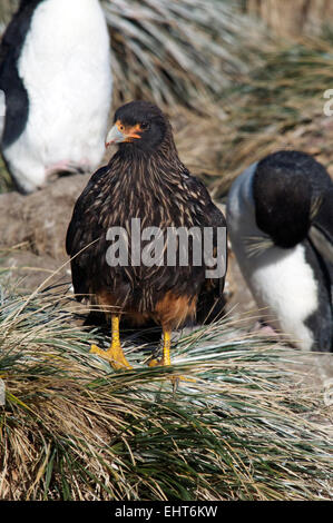 Chimango Caracara in Rockhopper-Pinguin-Kolonie New Island-Falkland-Inseln Stockfoto