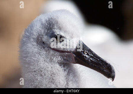 Schwarze browed Albatros Küken neue Insel Falklandinseln hautnah Stockfoto