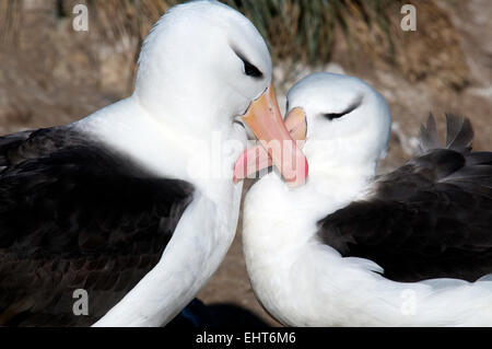 Close-up zwei Erwachsene schwarz browed Albatrosse Balz neue Insel Falklandinseln anzeigen Stockfoto